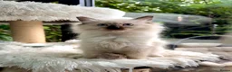 Ragdoll cats for sale: 🏆Imperial Grand Champion Sons! - Advert 16