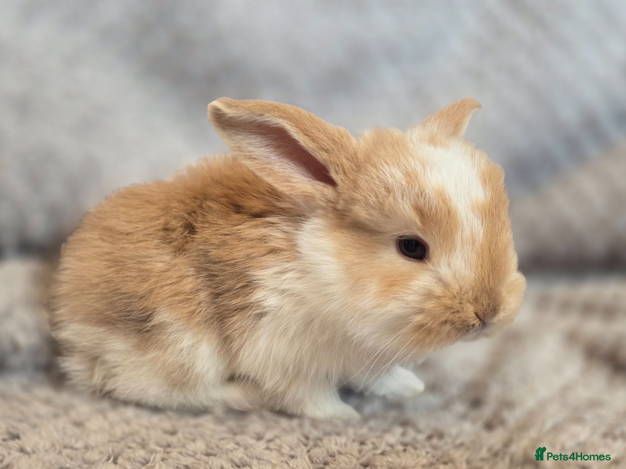 French Lop rabbits Giant French Lop - Advert 1