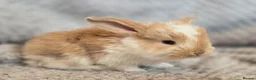 French Lop rabbits for sale: Blue Eye Pedigree French Lop - Advert 8