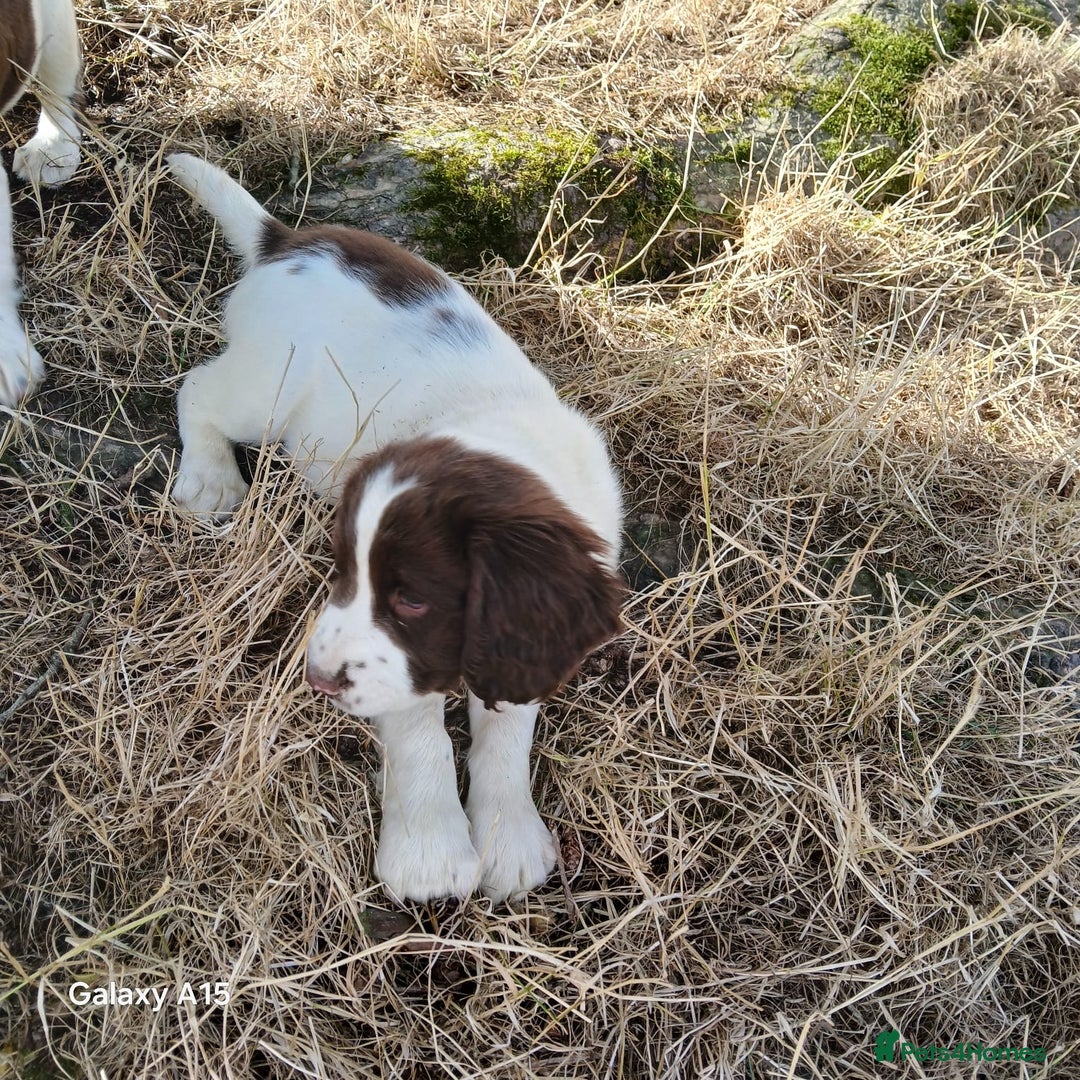 English Springer Spaniel dogs for sale: Springer spaniel pups  - Image 9