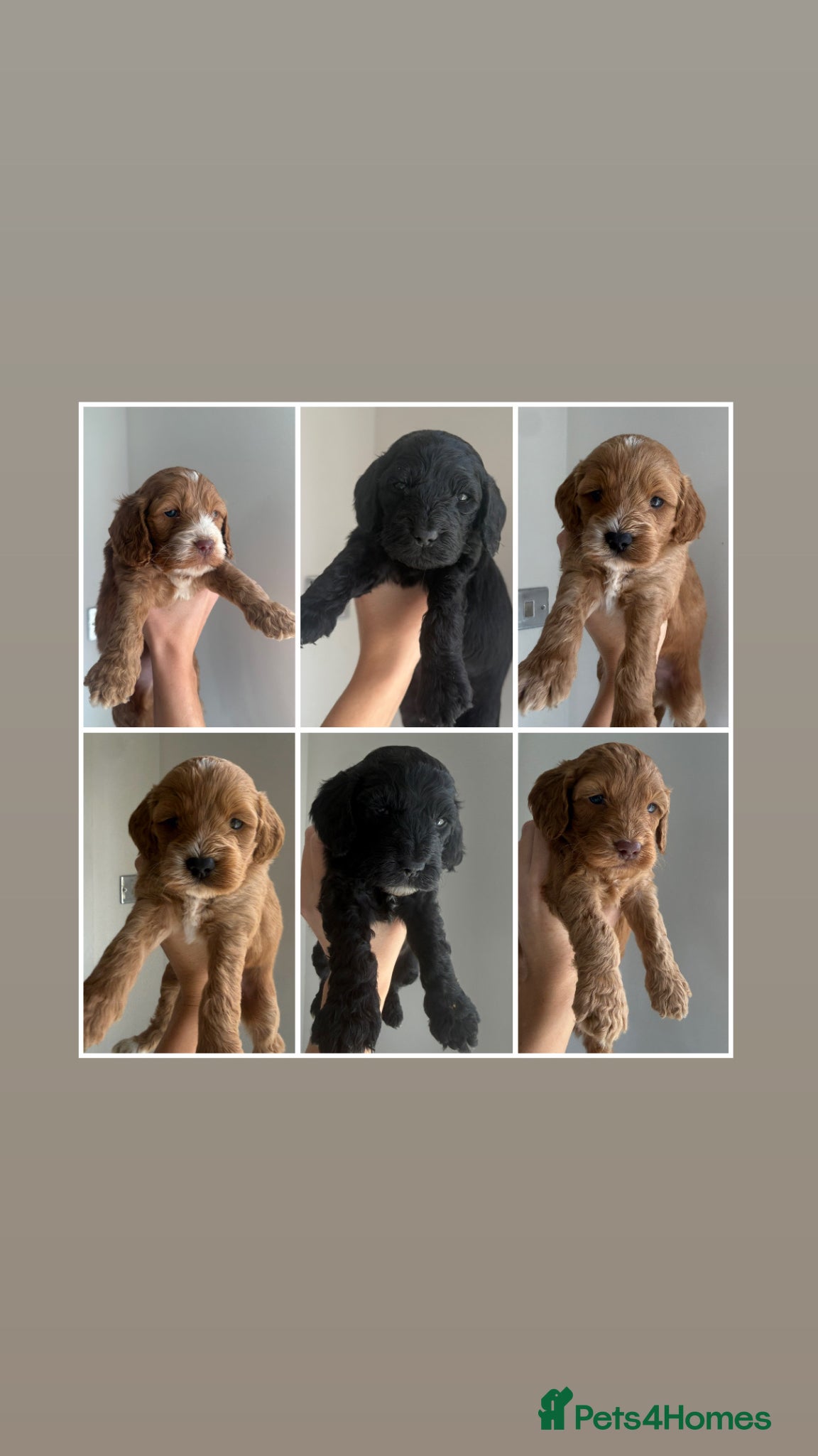 Cockapoo dogs F1 cockapoo puppies🌟🧬🐾 - Advert 1