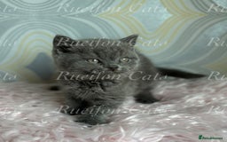 British Shorthair cats for sale: Adorable British Shorthair kittens GCCF registered - Image 3