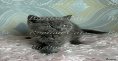 British Shorthair cats - Advert 6