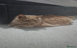 Mixed Breed cats for sale: Remy&simba need rehoming - Image 1