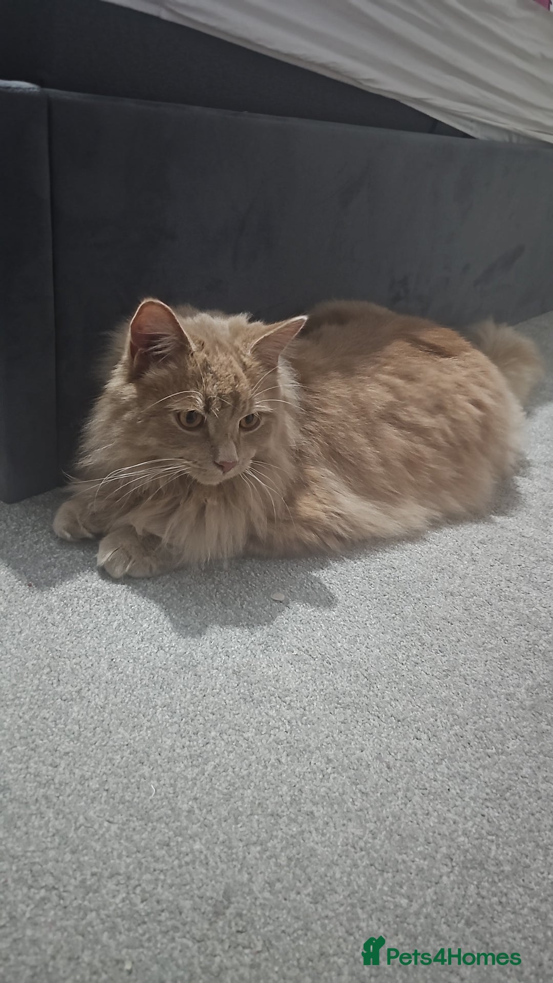 Mixed Breed cats for sale: Remy&simba need rehoming - Image 1