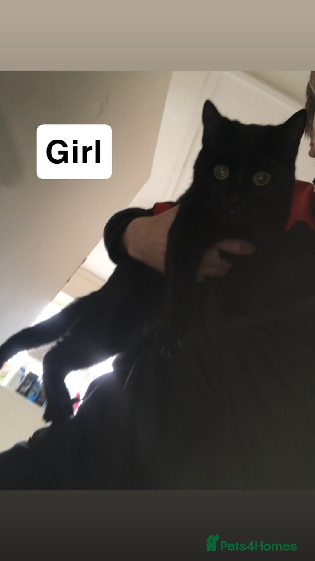 British Shorthair cats for sale: 4 kittens  - Advert 3