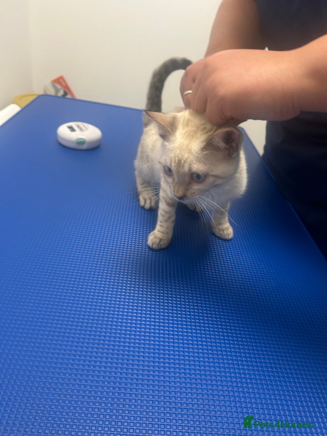 Bengal cats for sale: Two incredibly friendly TICA reg kittens  in Darwen - Image 28