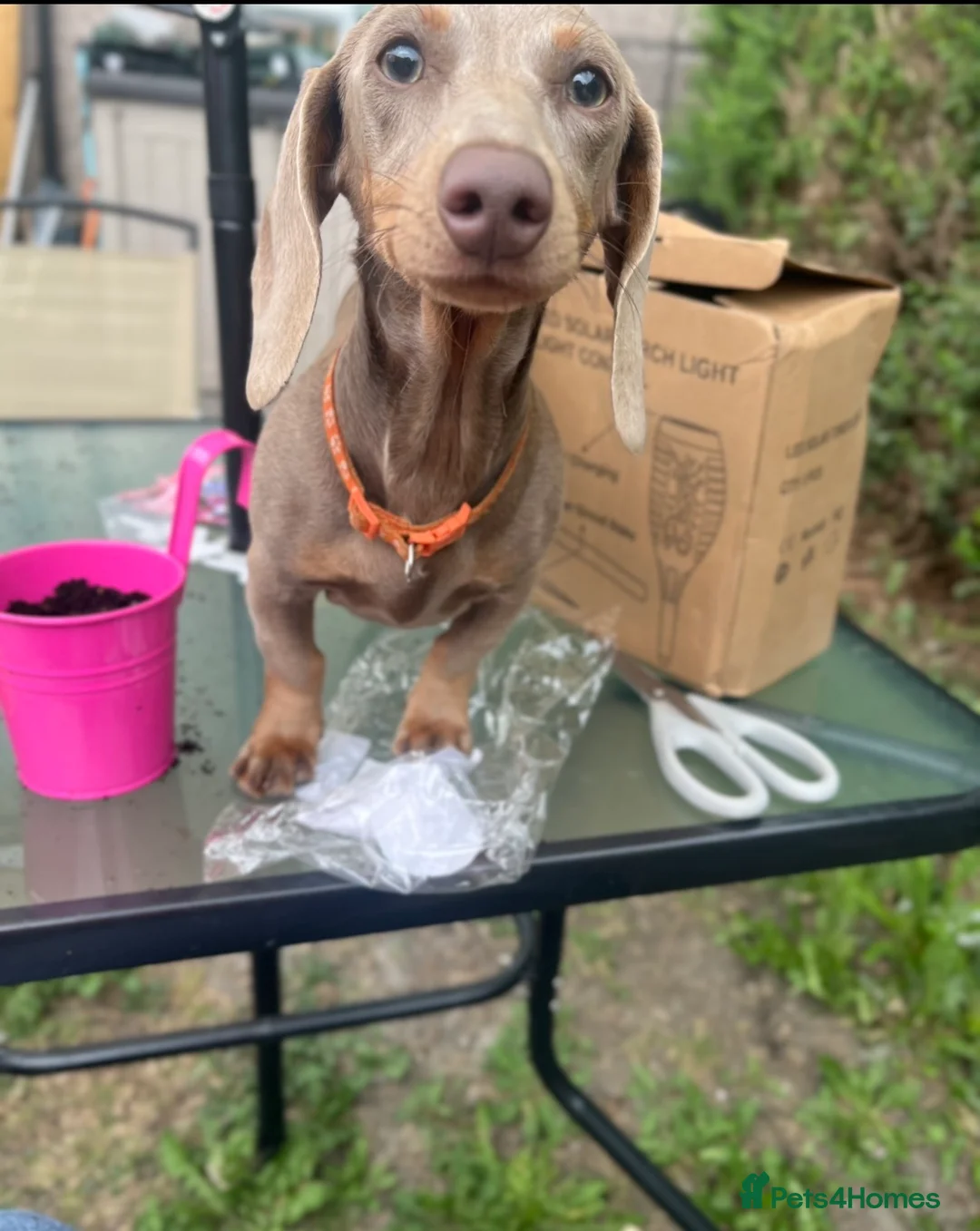 Miniature Dachshund dogs for sale: Miniature Isabella & tan dachshund female  - Advert 4
