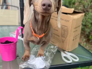 Miniature Dachshund dogs KC REGISTERED Isabella & tan dachshund female - Advert 9