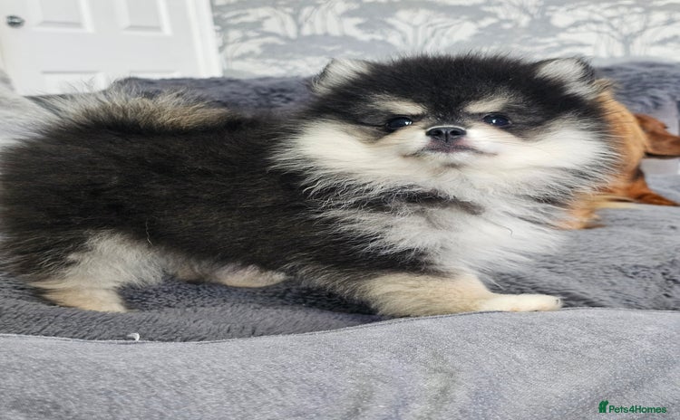 Pomsky dogs - Advert 4
