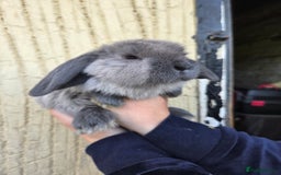 Mini Lop rabbits for sale: Pure bred Mini Lop Bunnies - Image 7