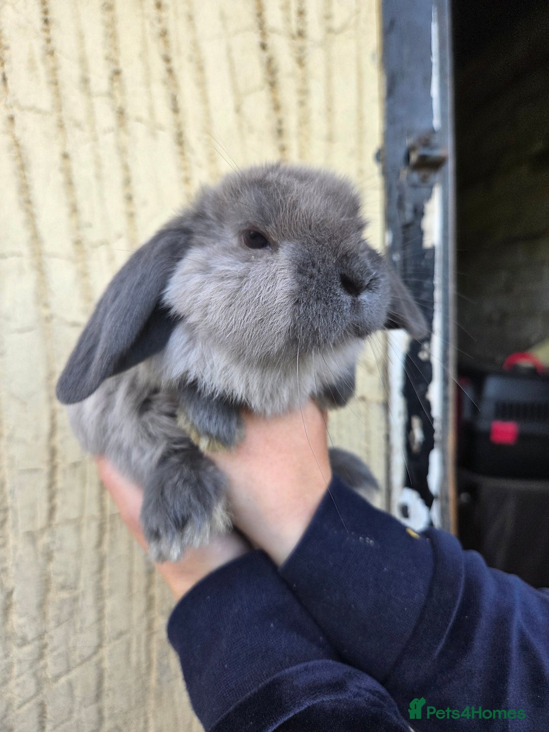 Mini Lop rabbits for sale: Pure bred Mini Lop Bunnies - Image 7