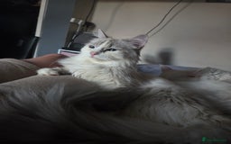 Ragdoll cats for sale: Beautiful Blue Eye, White Female Ragdoll - Image 12