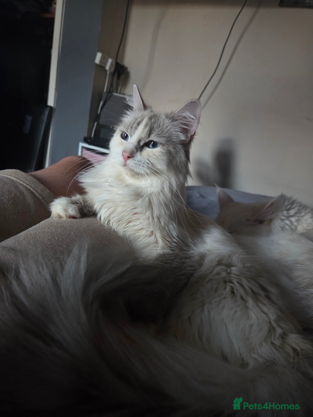 Ragdoll cats for sale: Beautiful Blue Eye, White Female Ragdoll - Image 12