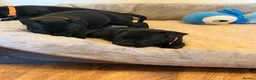 Staffordshire Bull Terrier dogs for sale: Black KC Reg/Health Tested Staffordshire Puppies. - Advert 26