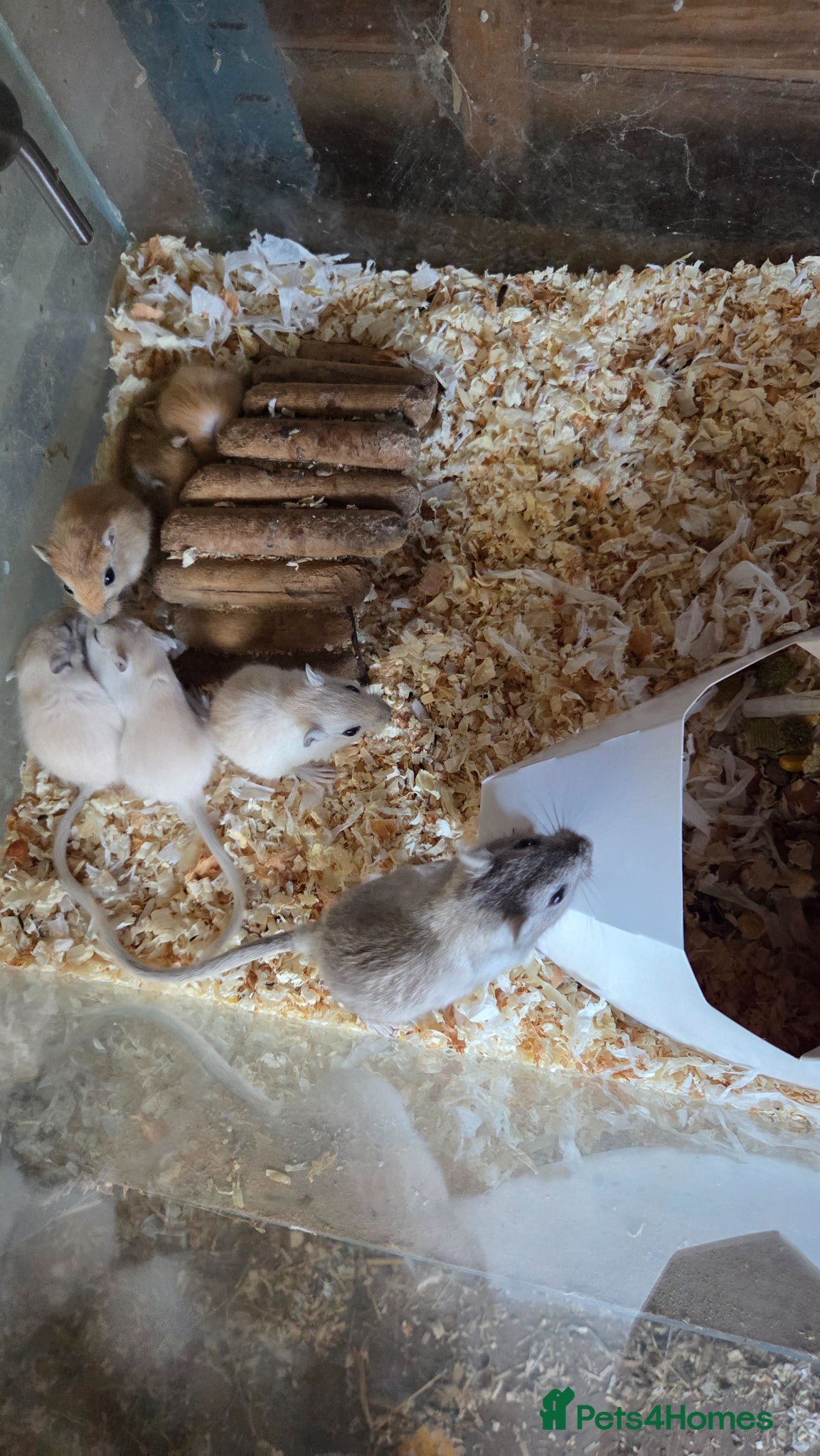Gerbil rodents Gerbils for sale - Advert 3