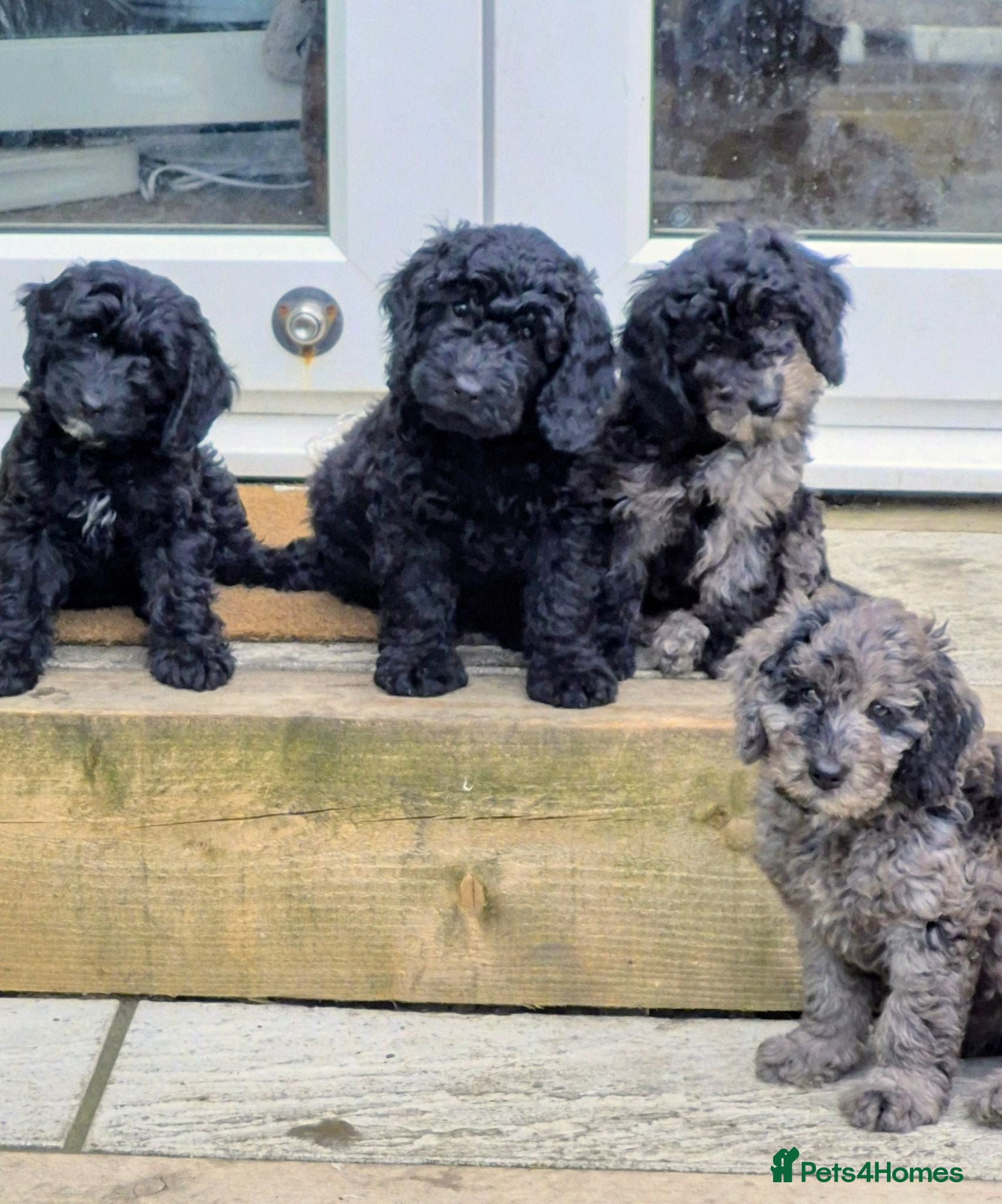 Cockapoo dogs Cockapoo F1b Puppies  - Advert 1