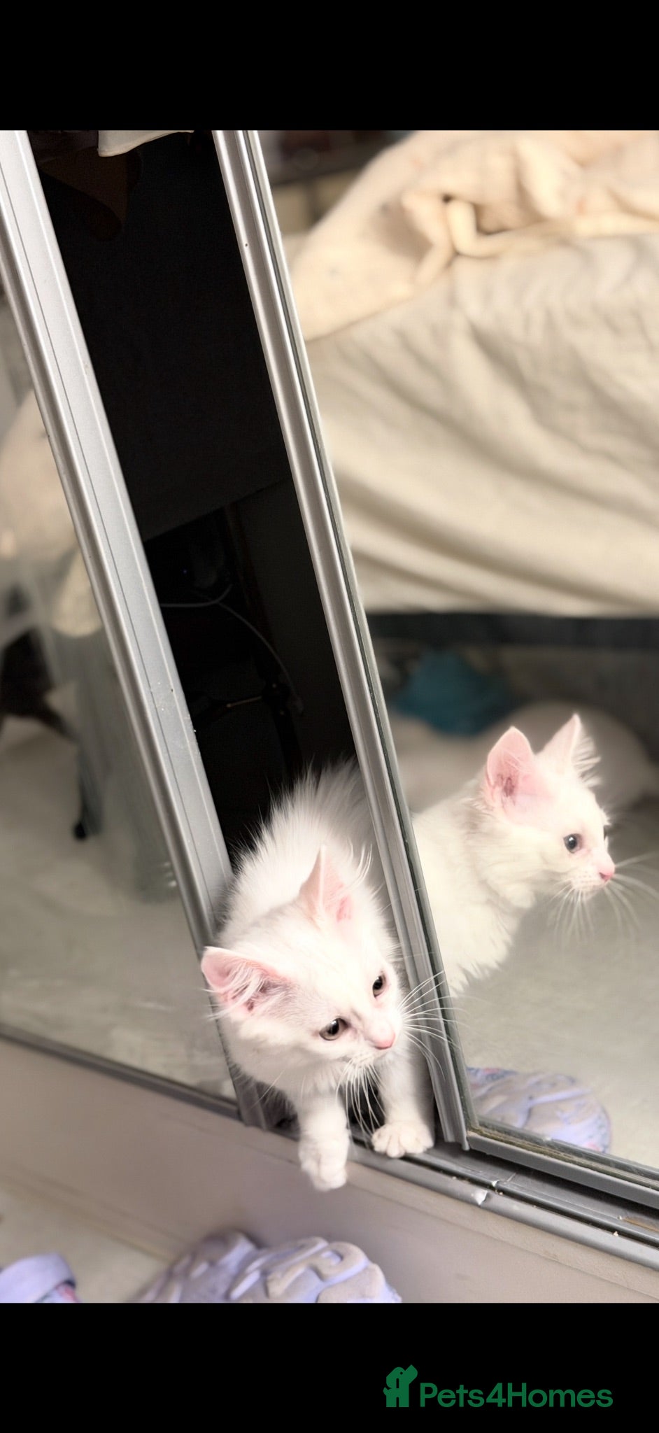 Turkish Van cats Turkish Van Kittens – Ready for Loving Homes - Advert 2