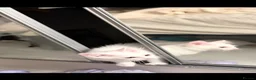Turkish Van cats for sale: Turkish Van Kittens – Ready for Loving Homes - Advert 13