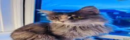 Maine Coon cats for sale: Maine Coon Female TICA Registered Pet Home Only - Advert 3