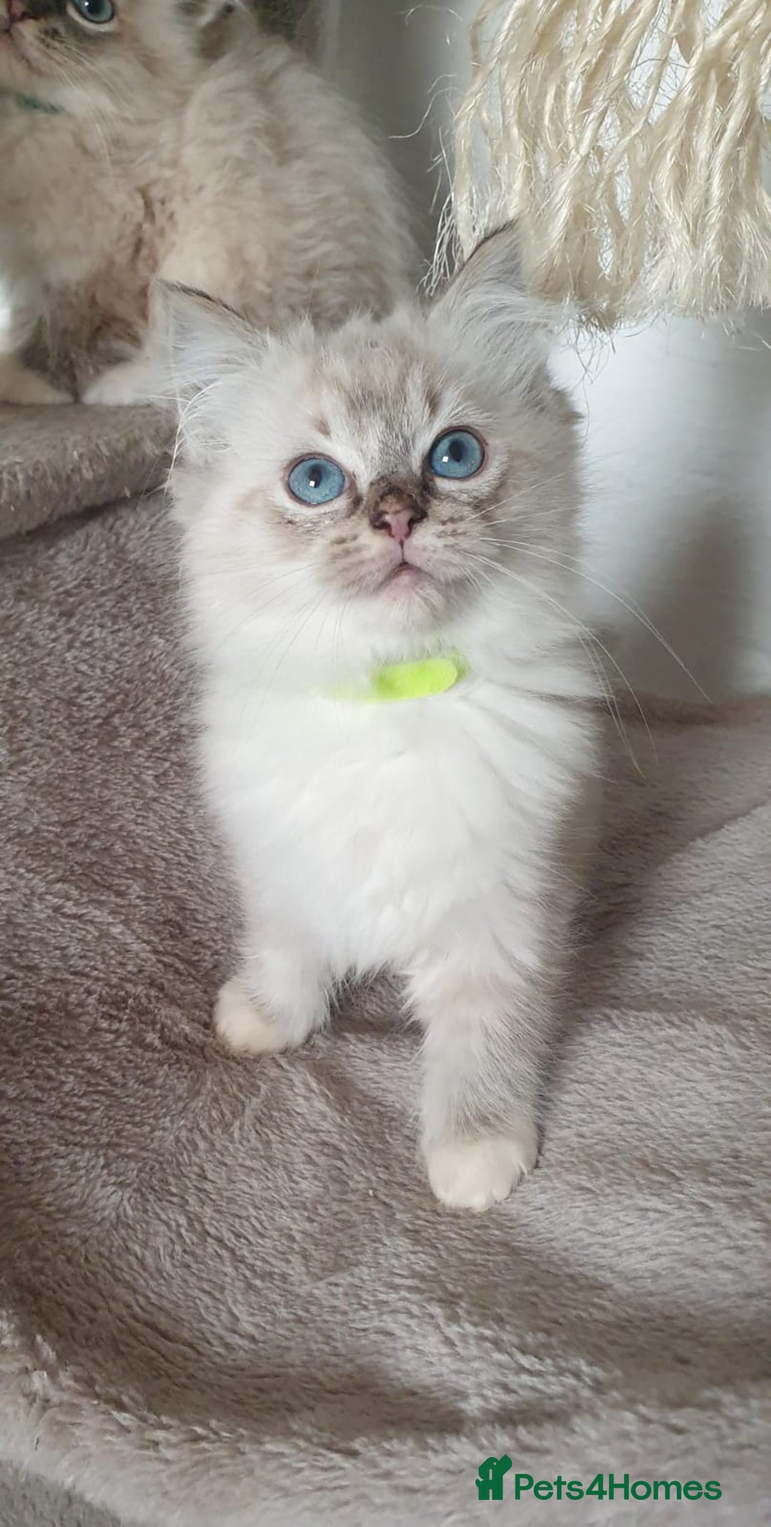 Ragdoll cats for sale: Stunning GCCF Registered Ragdoll Kittens. - Advert 30