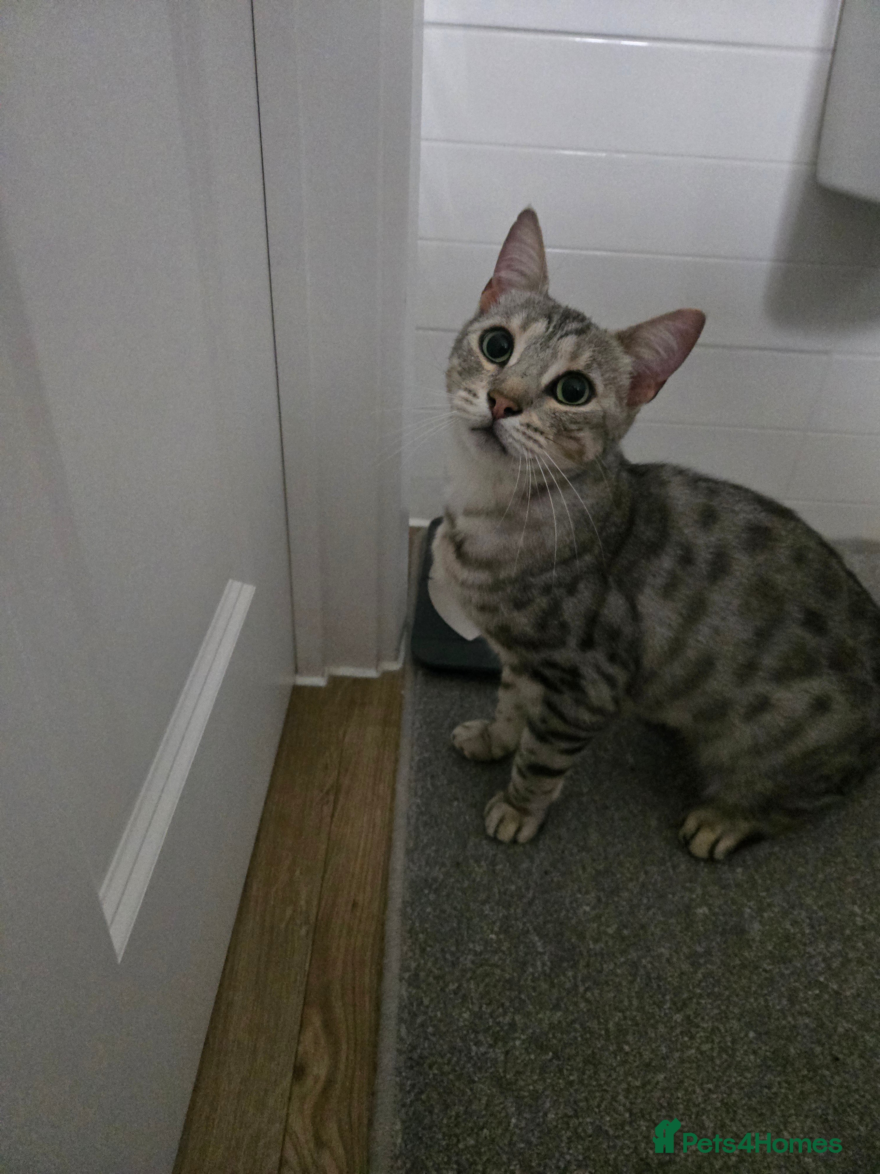 Bengal cats Beautiful snow bengal - Advert 2