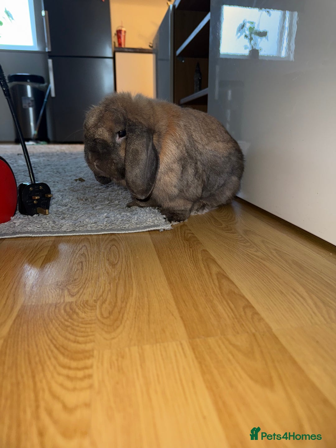Mini Lop rabbits for sale: Theo Mini Lop - Image 2