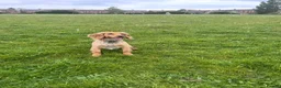 Cocker Spaniel dogs for sale: Male Working Cocker Spaniel - Advert 5