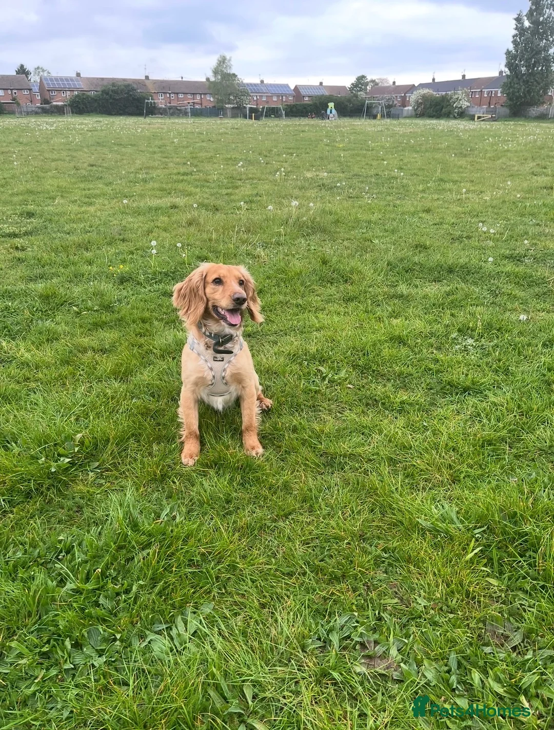 Cocker Spaniel dogs for sale: Male Working Cocker Spaniel - Advert 5