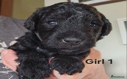 Mixed Breed dogs for sale: Bedlington x Poodle Puppies - Image 5