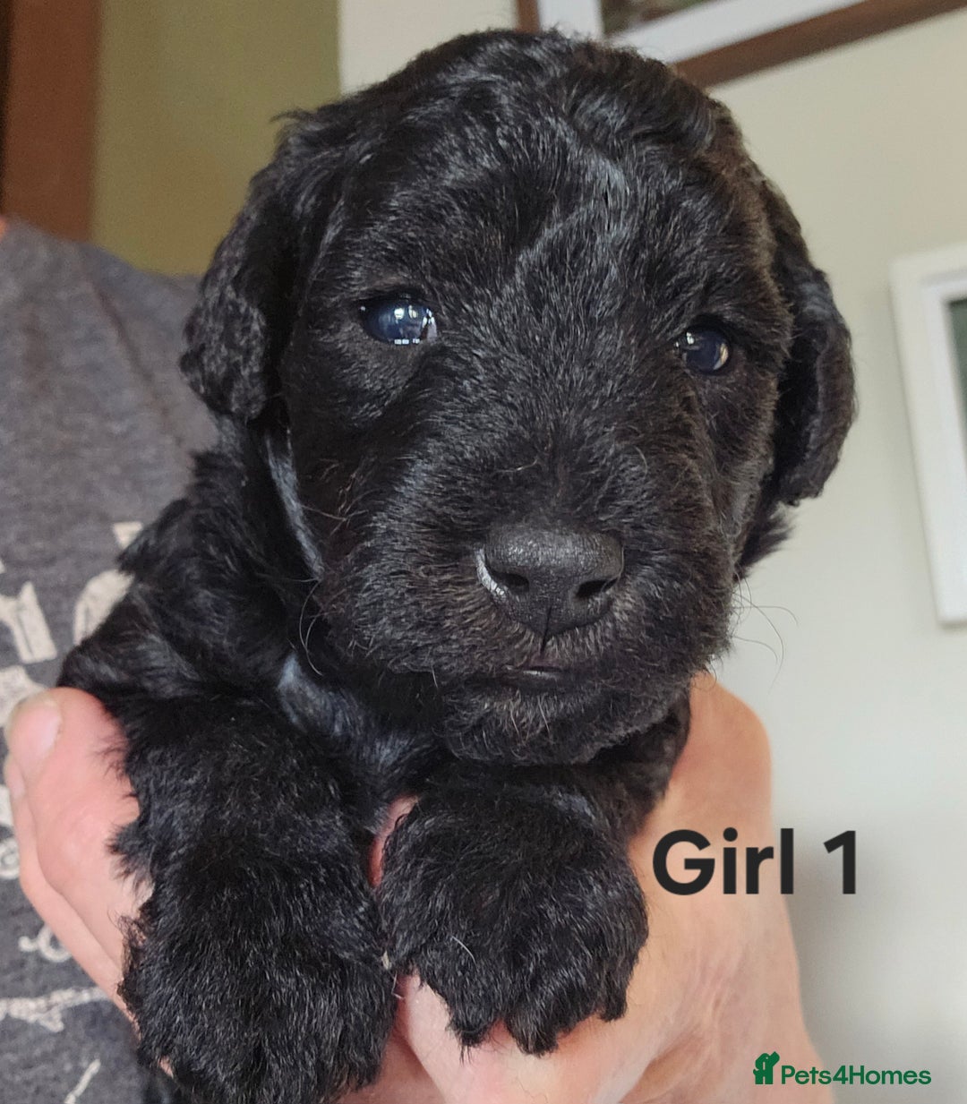 Mixed Breed dogs for sale: Bedlington x Poodle Puppies - Image 5