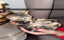 British Shorthair cats for sale: Kitten  - Image 2