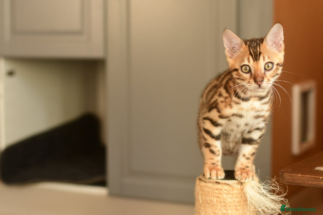 Bengal cats for sale: Show quality Bengal kittens available  - Image 16