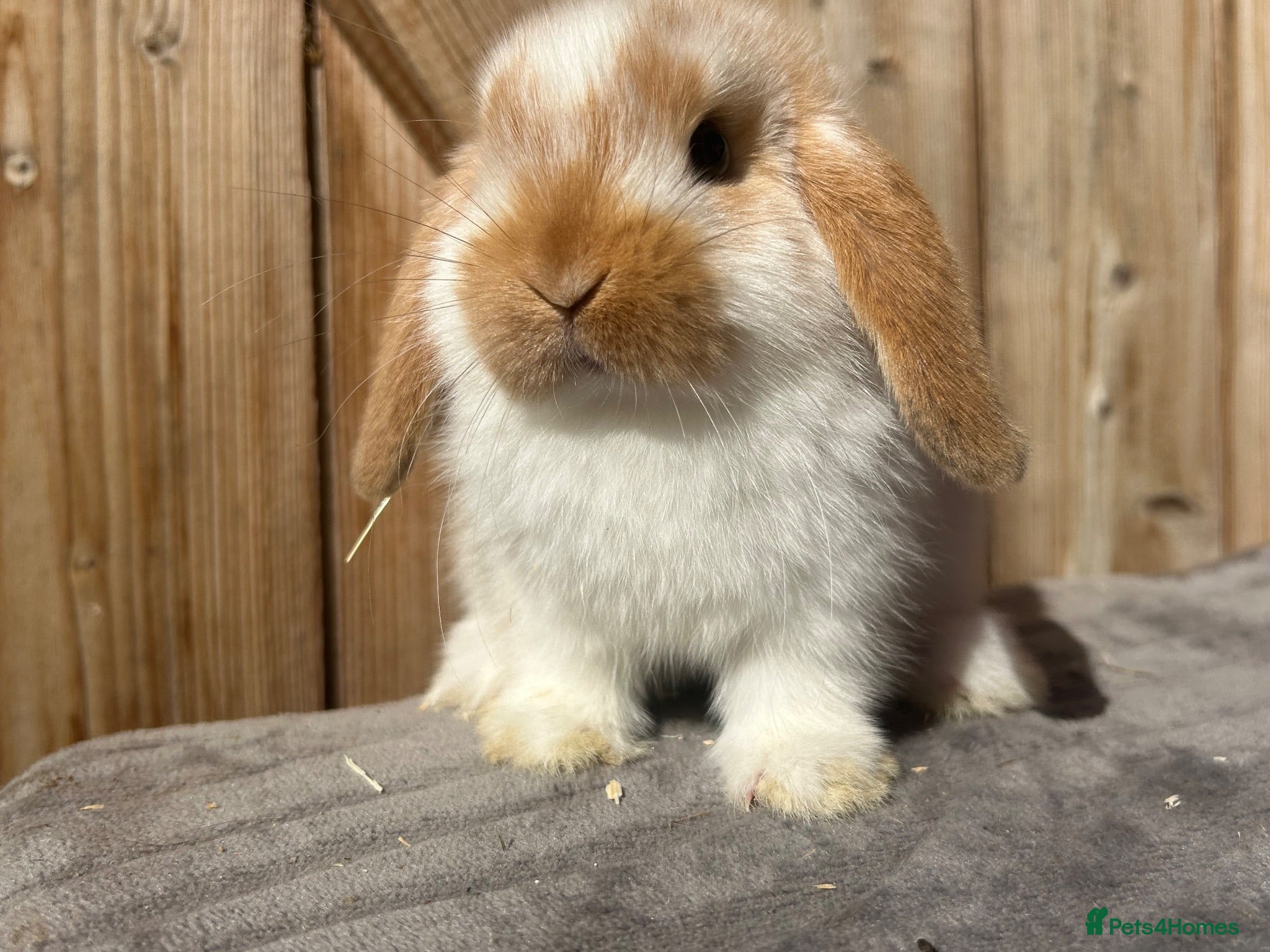 Mini Lop rabbits Baby butterfly mini lop doe  - Advert 2