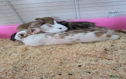 Mixed Breed rabbits for sale: Mixed breed rex cross  - Image 3