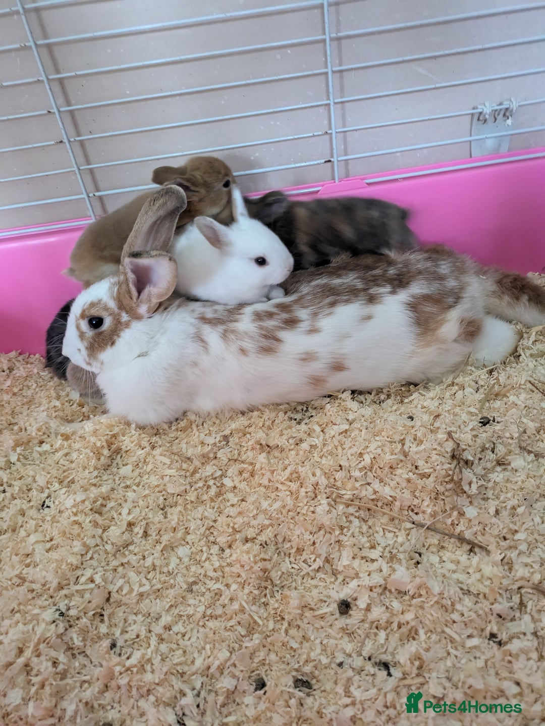 Mixed Breed rabbits for sale: Mixed breed rex cross  - Image 3