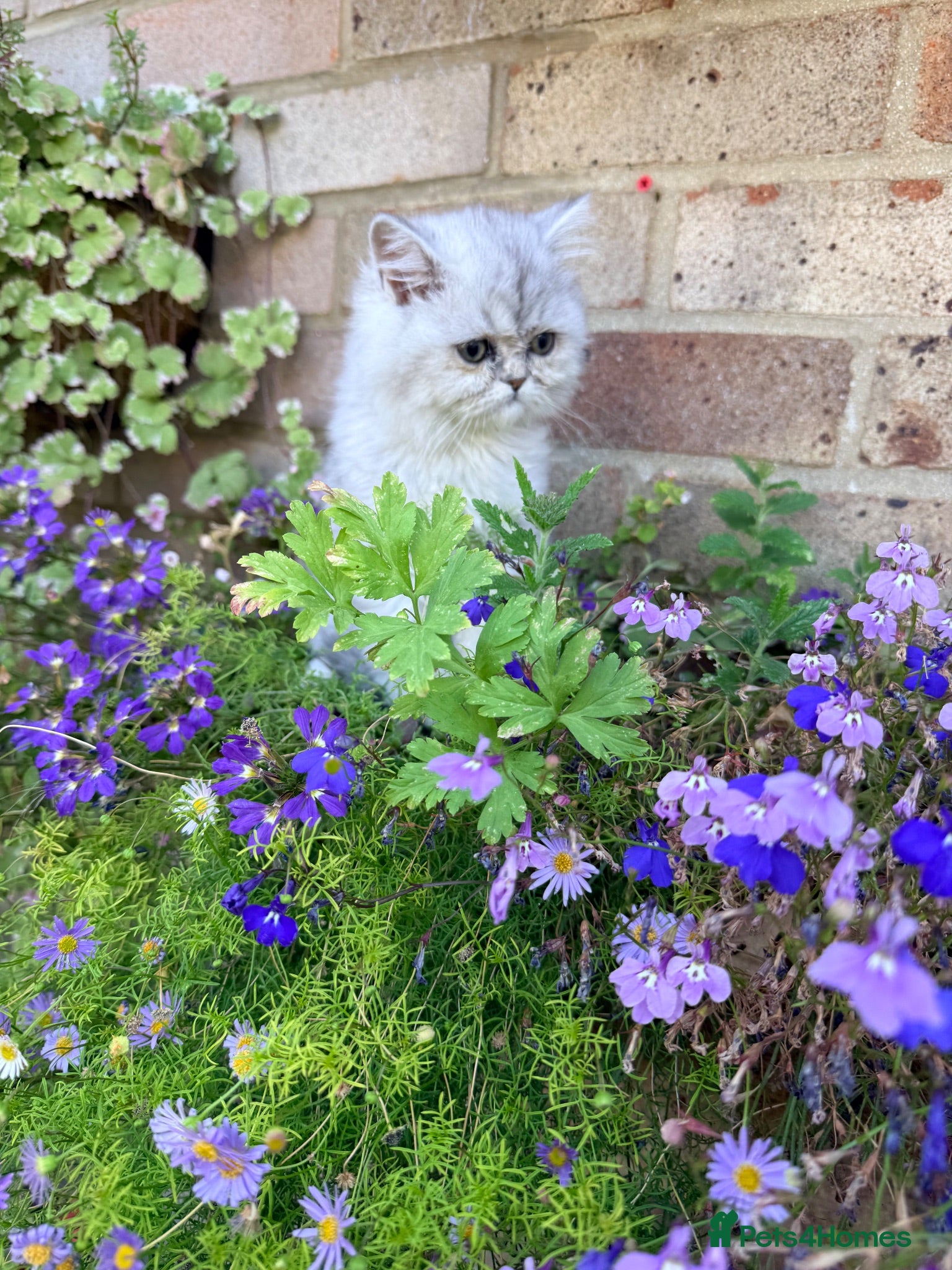 Persian cats Confident Pure bred silver chinchilla Persian - Advert 5