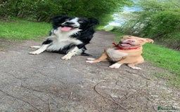 Mixed Breed dogs for sale: Male staffy x border collie puppy - Image 3