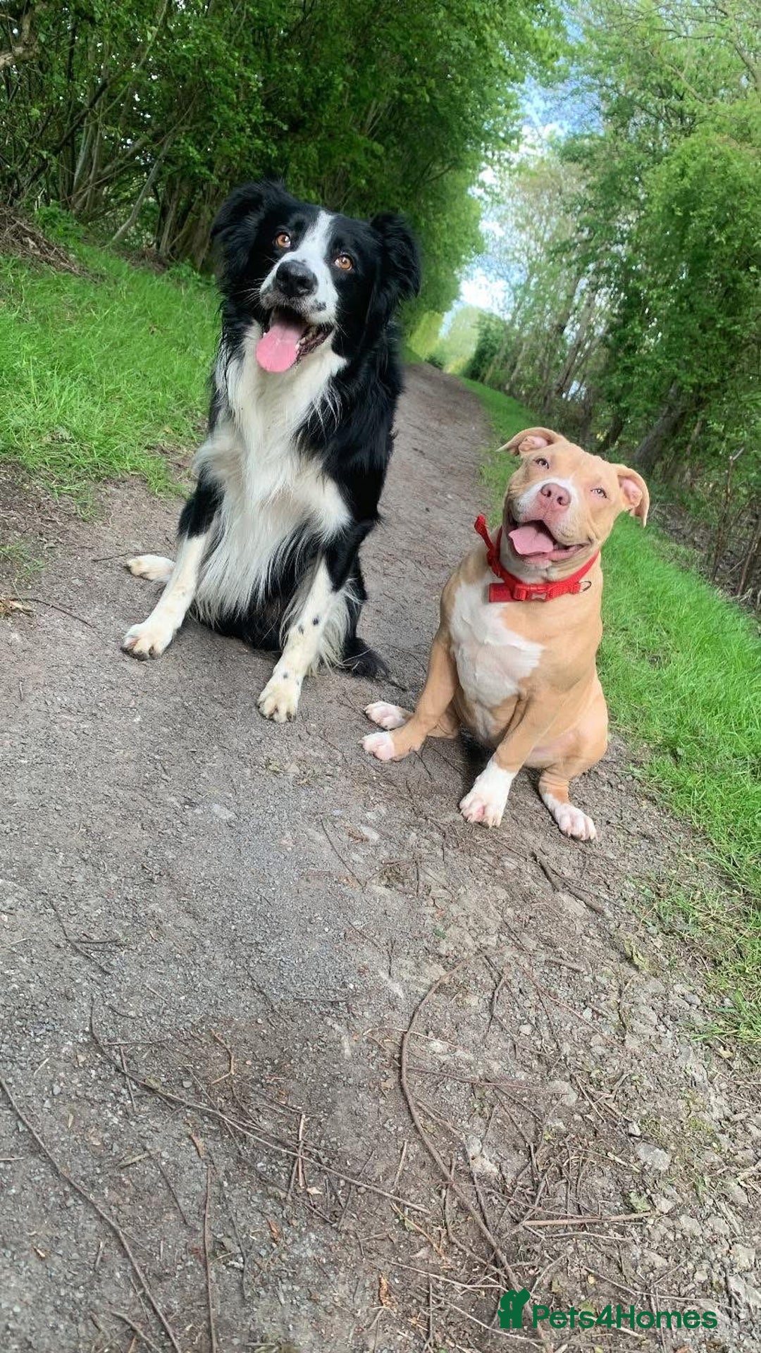 Mixed Breed dogs for sale: Male staffy x border collie puppy - Image 3