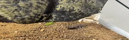 Gecko reptiles for sale: Viper geckos  in Stowmarket - Advert 5