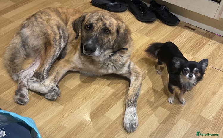 Mixed Breed dogs - Advert 1