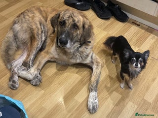 Mixed Breed dogs - Advert 35