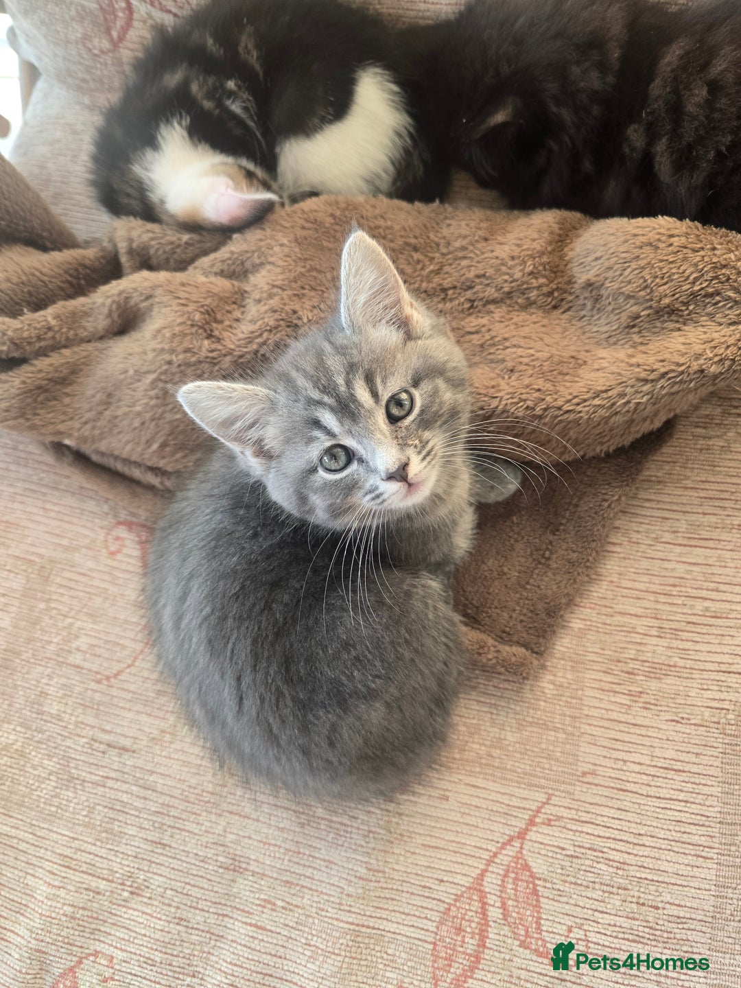 Mixed Breed cats for sale: Beautiful kittens for sale - Advert 9