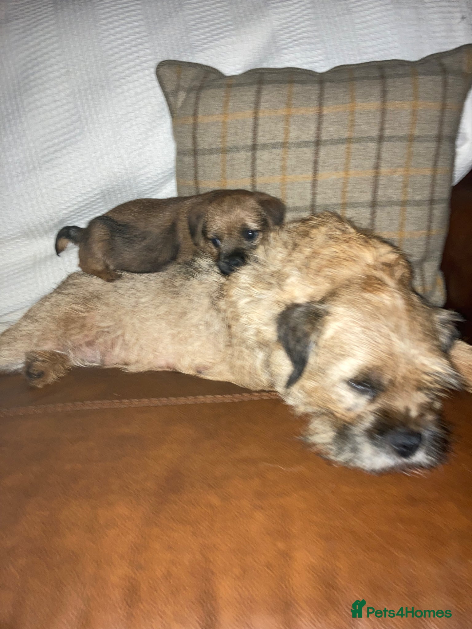 Border Terrier dogs Lovely chunky chap - Advert 1