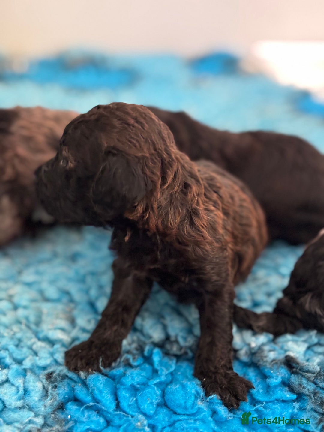 Miniature Poodle dogs for sale: Beautiful health tested miniature poodles  - Advert 13