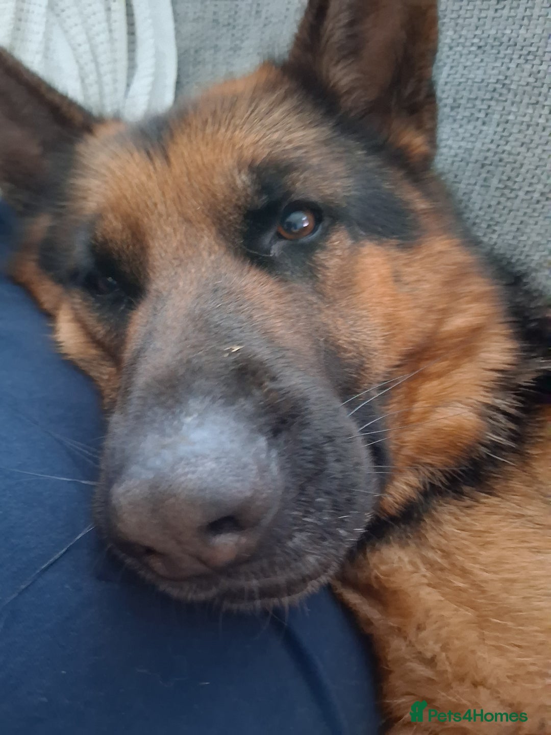 German Shepherd dogs for sale: Indie - Advert 2