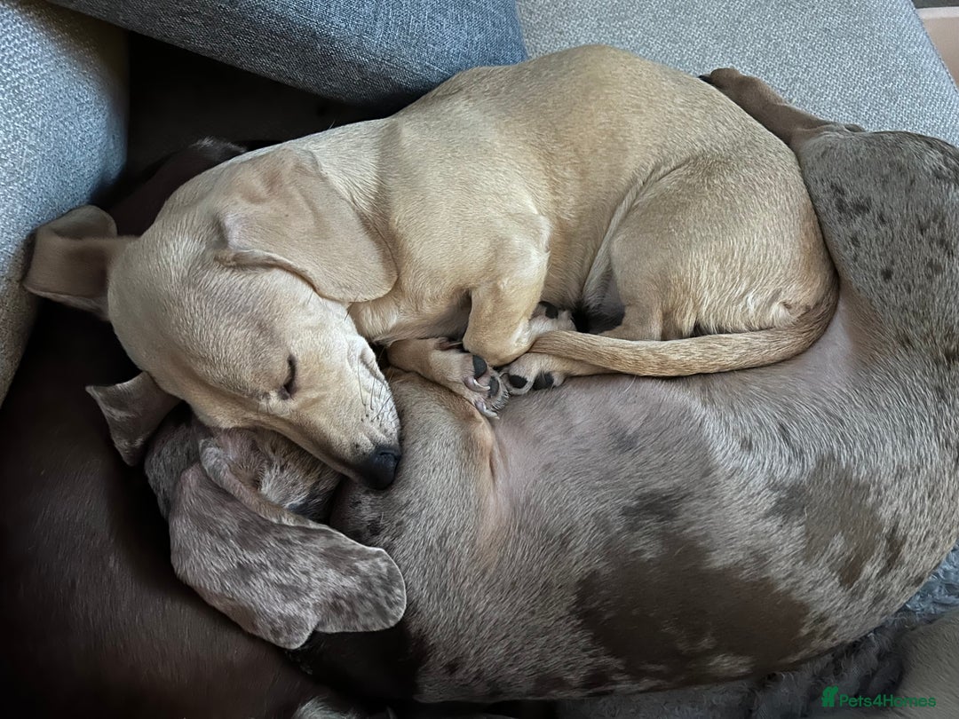 Miniature Dachshund dogs for sale: 1 year old cream Kaninchen dachshund - Image 7