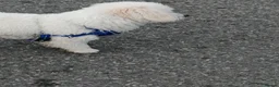 Bichon Frise dogs for sale: Bishon frize  - Advert 2