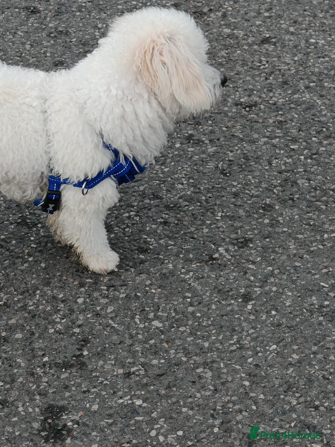 Bichon Frise dogs for sale: Bishon frize  - Advert 2