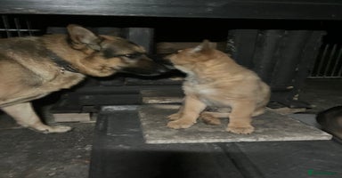 German Shepherd dogs - Advert 10